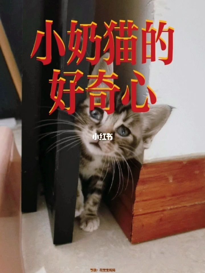 猫咪生存日记手机游戏下载_猫咪日记_猫咪日记本