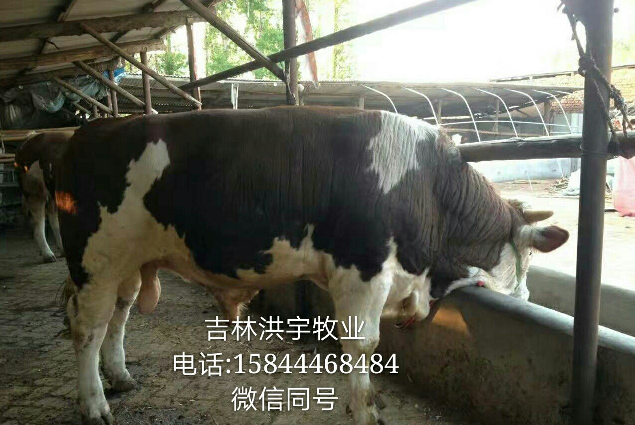 喜羊与灰太狼牛气冲天两兄弟_喜羊羊与灰太狼之牛气冲天_喜羊羊与灰太狼牛气冲天中