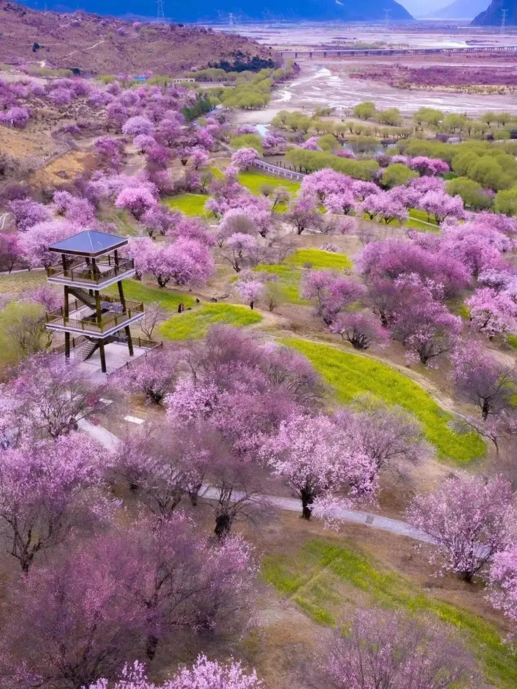 春之祭芭蕾舞剧_春之祭_春之祭交响乐